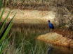Pukeko