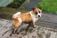 &quot; I can&#039;t help it if my legs are so short and the puddle was big&quot;.