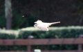 Kestrel in flight